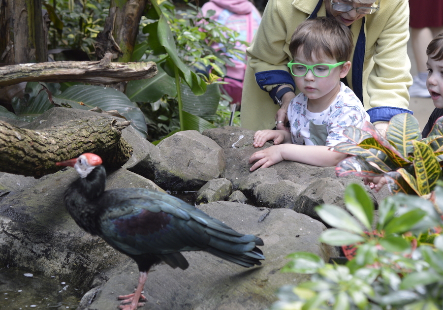 National Aviary_Colors in Flight_Family in the Tropical Rainforest 