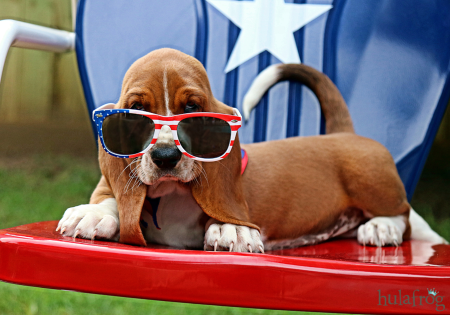 basset hound wearing sunglasses on the fourth of july