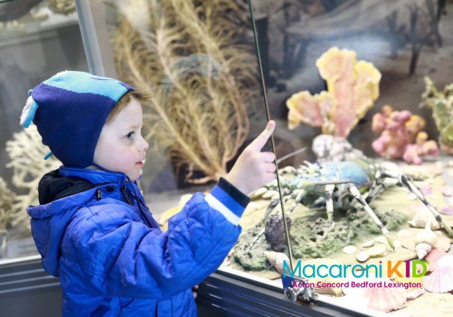Boy looking at aquarium