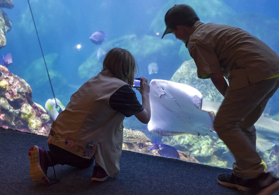 Tennessee Aquarium, IMAX, Scouts, August, Chattanooga