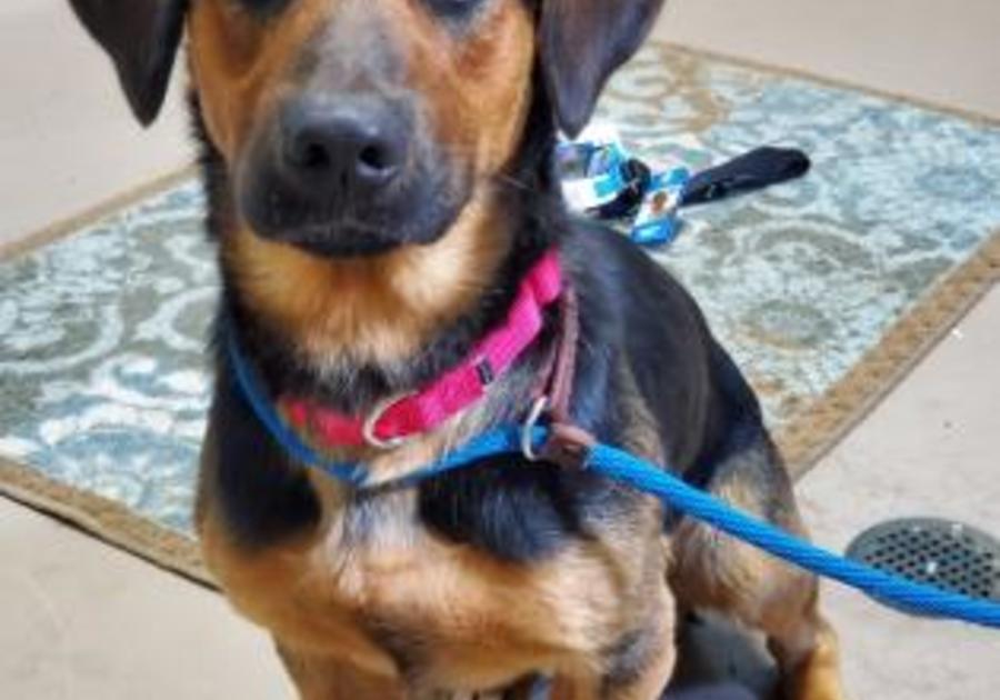 adoptable hound dog Center for Animal Health and Welfare Easton PA July 2019