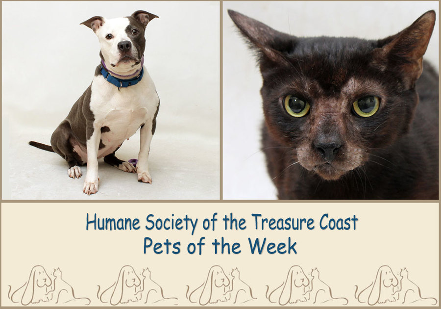 HSTC Macaroni Pets of the Week Luna and Calliope