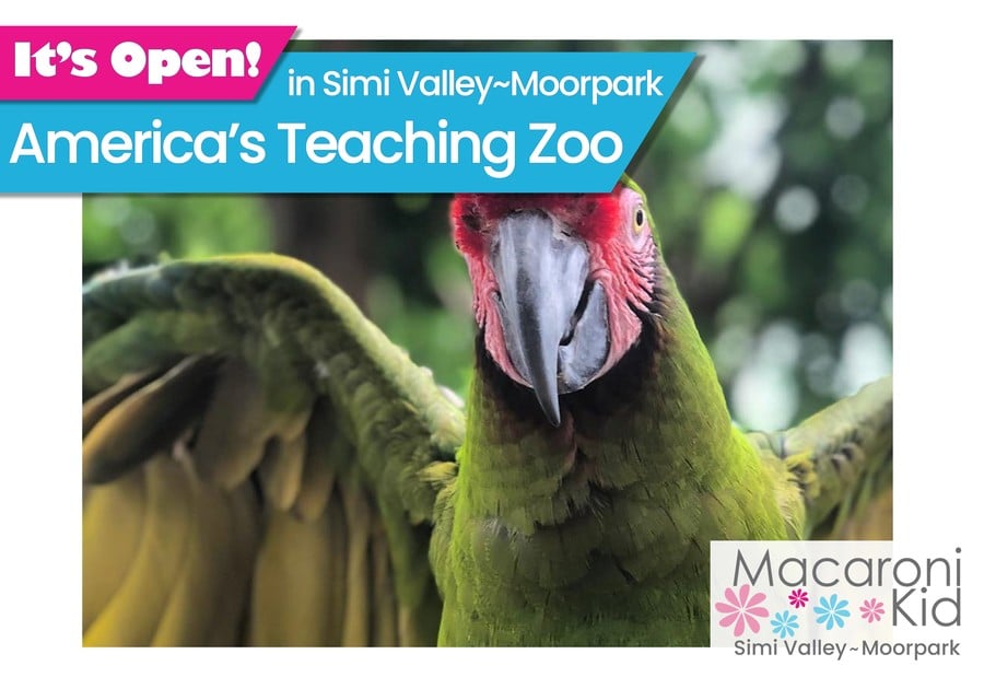 It's Open - America's Teaching Zoo image of green macaw with wings open