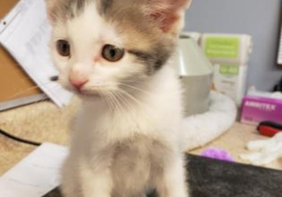 Kitten adoption Center for Animal Welfare, Easton, PA SPCA July 2019