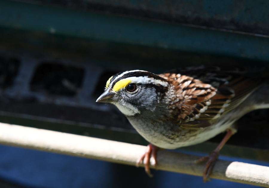 Brandywine Zoo bird