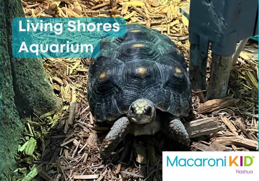 Family Fun at Living Shores Aquarium in Glen, NH! | Macaroni KID Nashua ...