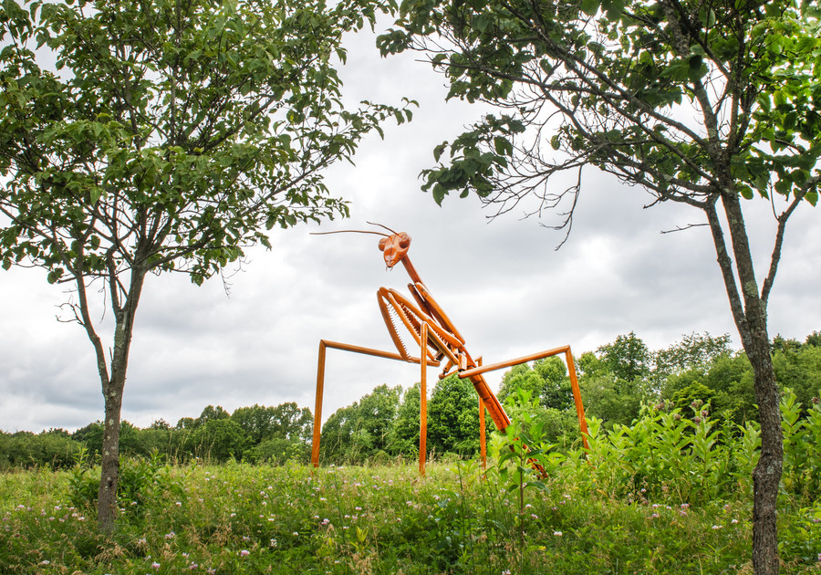 Pittsburgh Botanic Garden_Bigs Bugs + Pollinators_Praying Mantis_Photo by Scott Goldsmith.jpg 