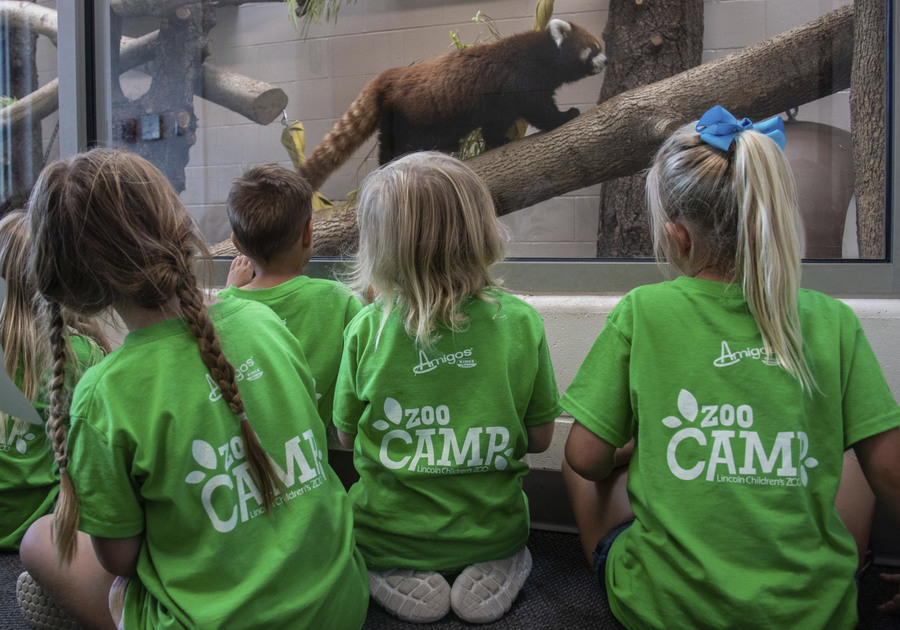 Children looking at red panda