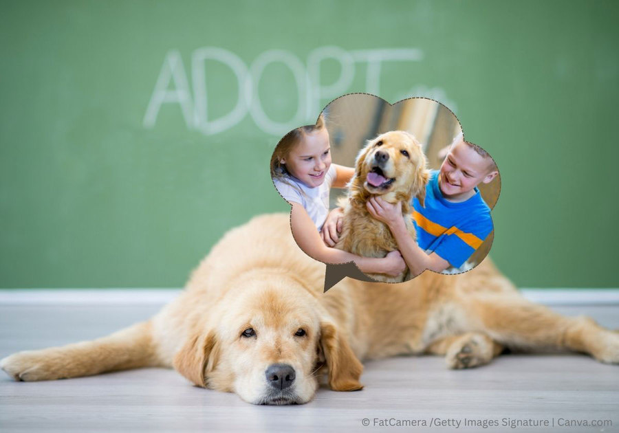 Golden Retriever laying down with though bubble of being adopted