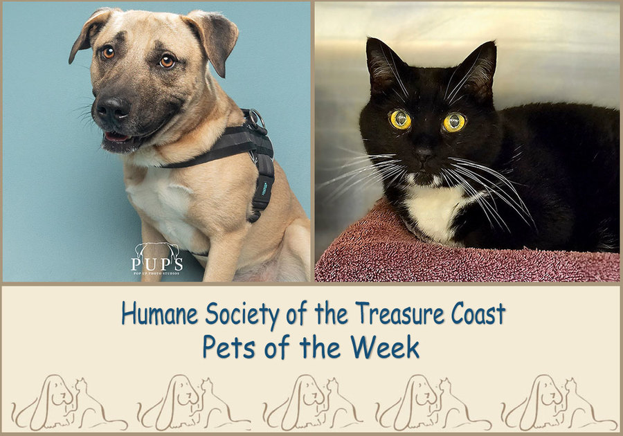 HSTC Macaroni Pets of the Week, Colt and Bella