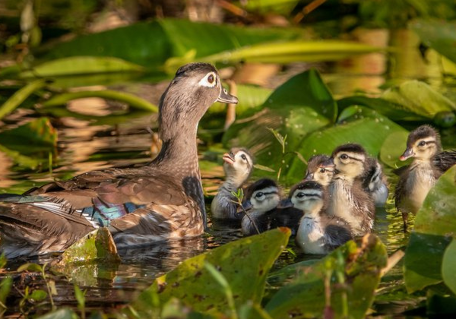 ducks mama baby ducks duckling