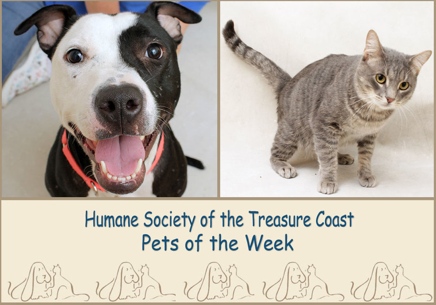 HSTC Macaroni Pets of the Week - Cookie and Jaws