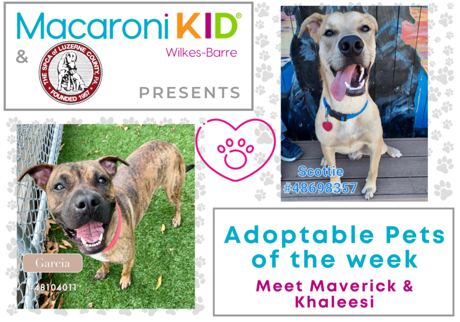 Adoptable Pets of the Week