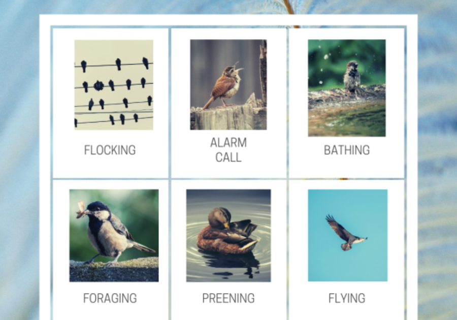 Bird Bingo