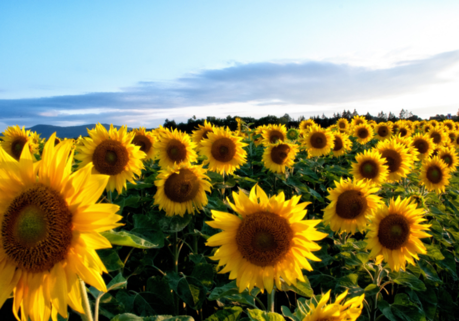 Sunflowers in September at Linder Farms in Meridian, Idaho