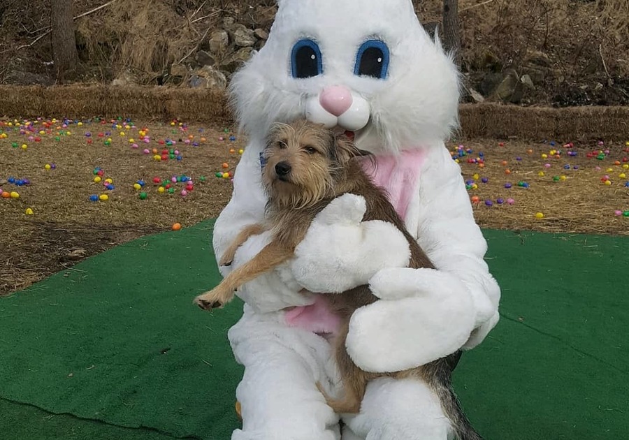 white bunny holding a brown dog in a field of easter eggs Easter Bunny Train Ride Delaware River Railroad Excursions PA