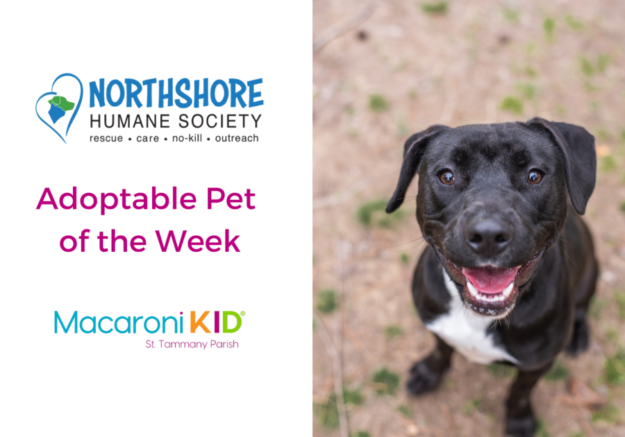 Meet Panini! Our Northshore Humane Society Pet of the Week! | Macaroni ...