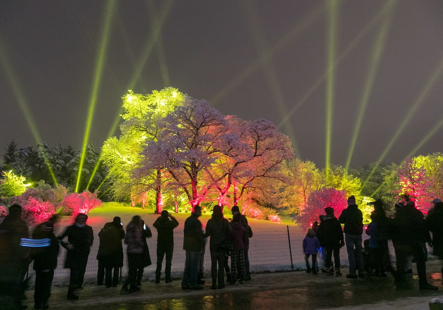 Illumination: Tree Lights at The Morton Arboretum