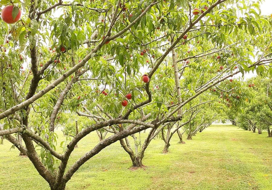 Mount Pleasant Farms Chesapeake VA orchard peach trees fresh fruit produce you-pick u-pick pick your own fruits and vegetables locally owned family farm