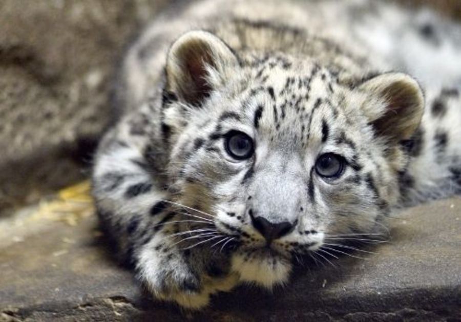 Meet the cubs at Snow Leopard Day