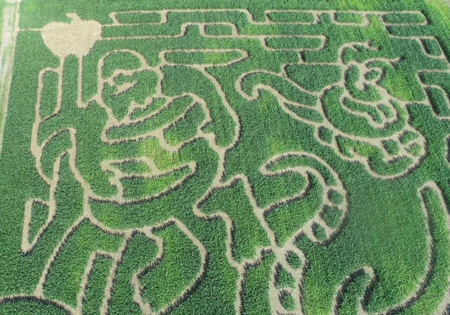 Apple Hills Corn Maze, Binghamton NY