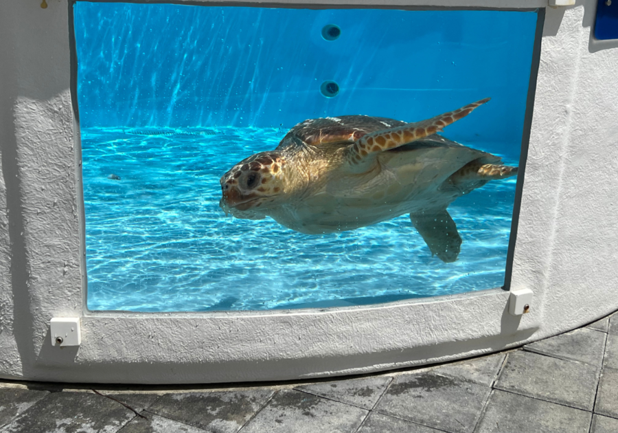 Patient at Loggerhead Marinelife Center