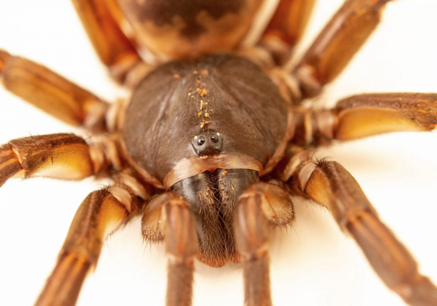 Rosie the Tarantula at Butterfly Pavilion