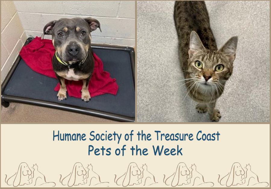 HSTC Macaroni Pets of the Week Trixie and Sissy