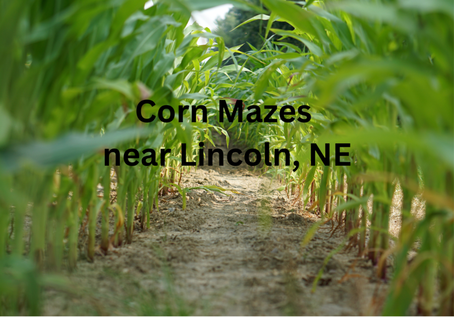 corn maze