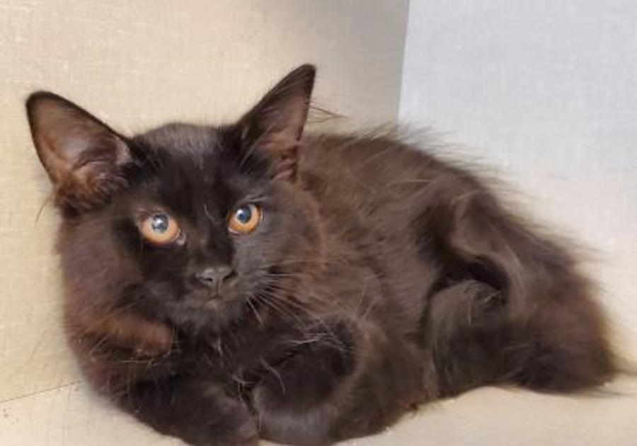 Center for Animal Health and Welfare, Easton, PA, September, 2019 adoptable kitten