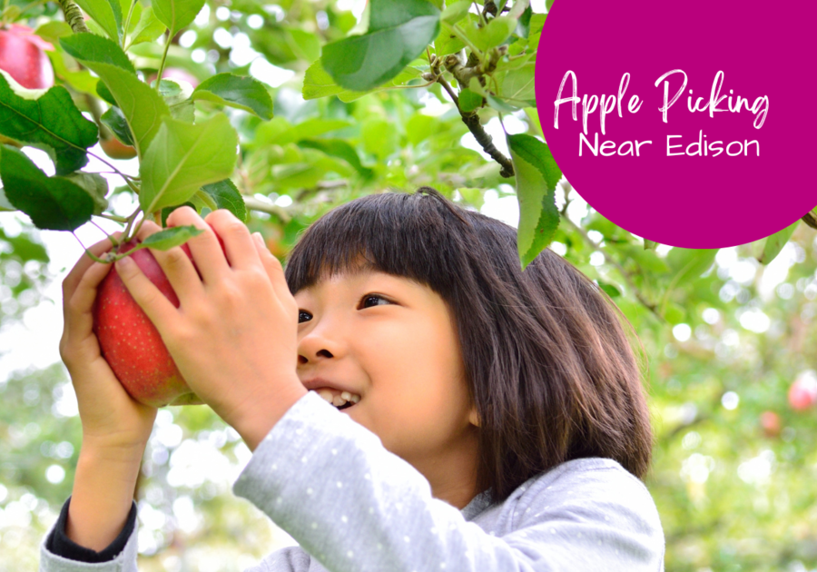 asian girl picking an apple from a tree