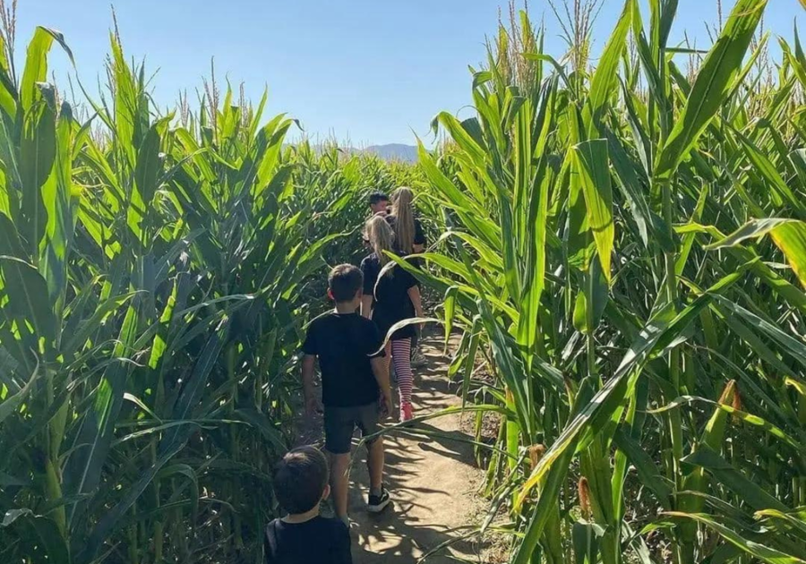 Corn Maze Temecula