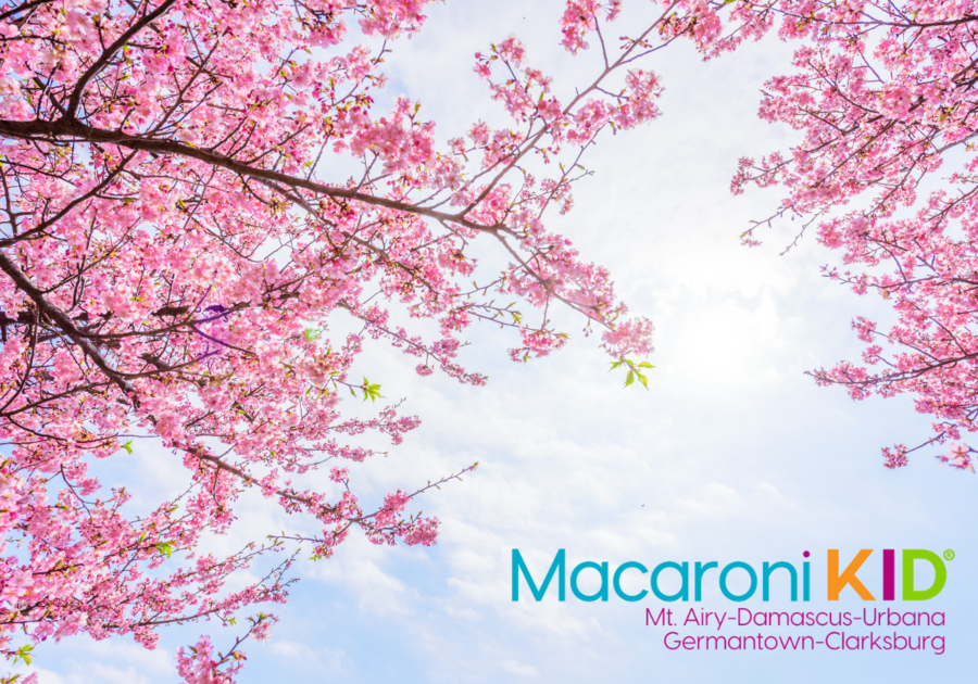 Washington's Iconic National Cherry Blossom Festivities Return
