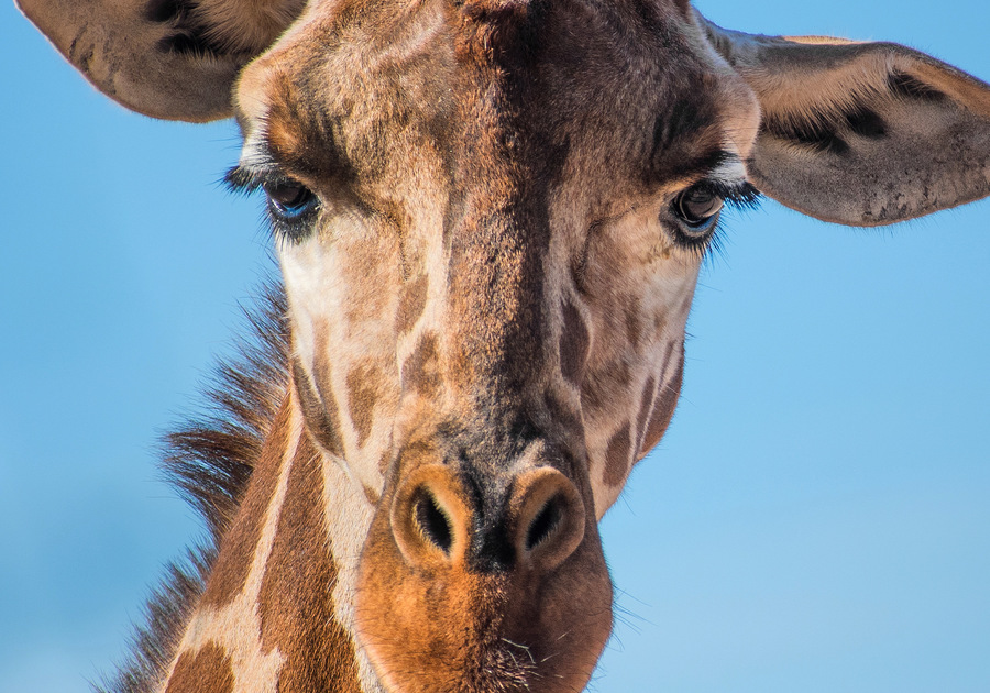 last-chance-for-cruise-the-zoo-macaroni-kid-north-scottsdale-pv