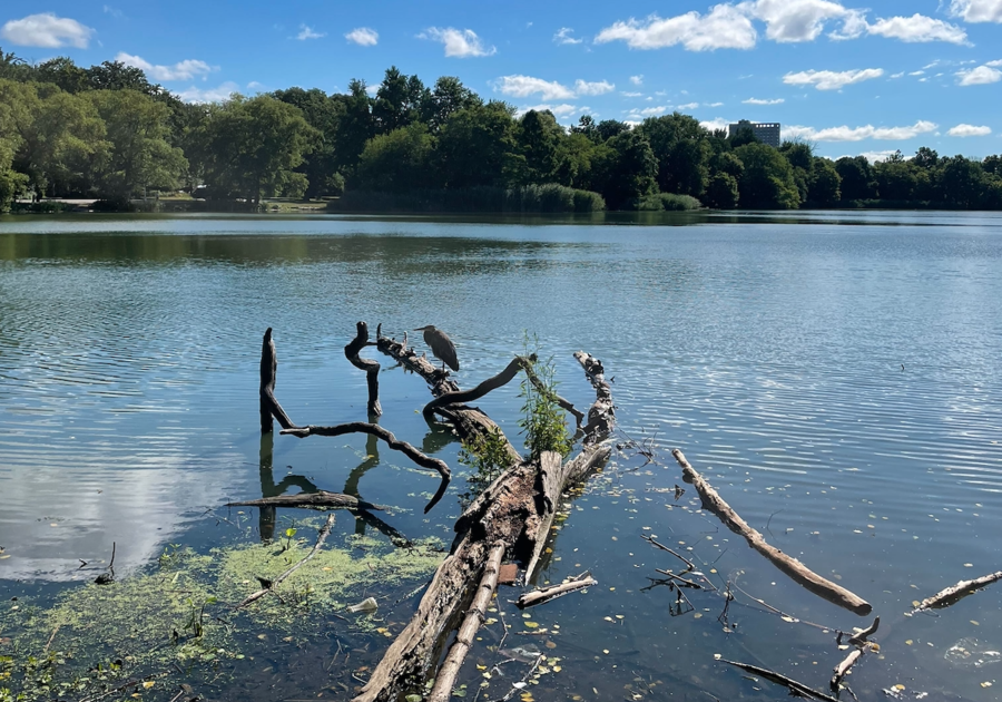 Brooklyn Nature Days