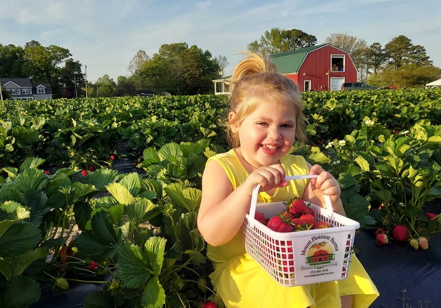 Mount Pleasant Farms Chesapeake VA child holding basket of strawberries freshly picked with farmhouse in background. She is sitting in a strawberry patch surrounded by fresh berries growing.