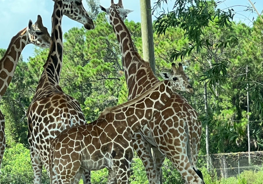 Giraffes at Lion Country Safari