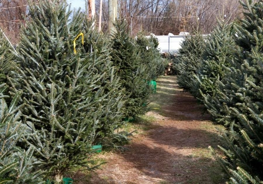 Christmas tree Sale