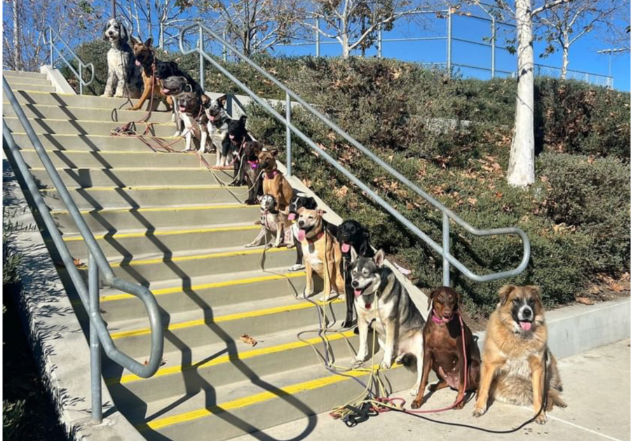 Dog Training Menifee