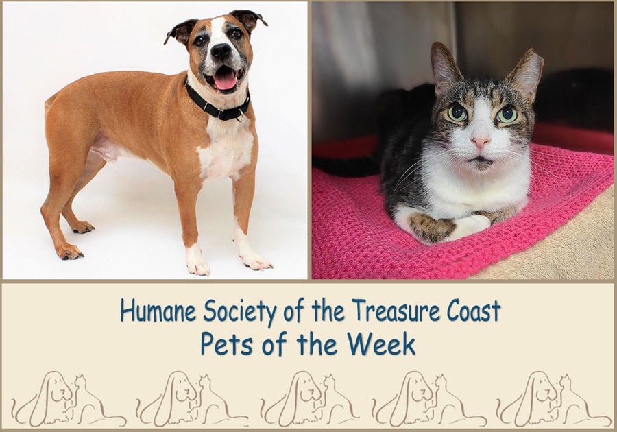 HSTC Macaroni Pets of the Week, Toby and Mommy's Boy