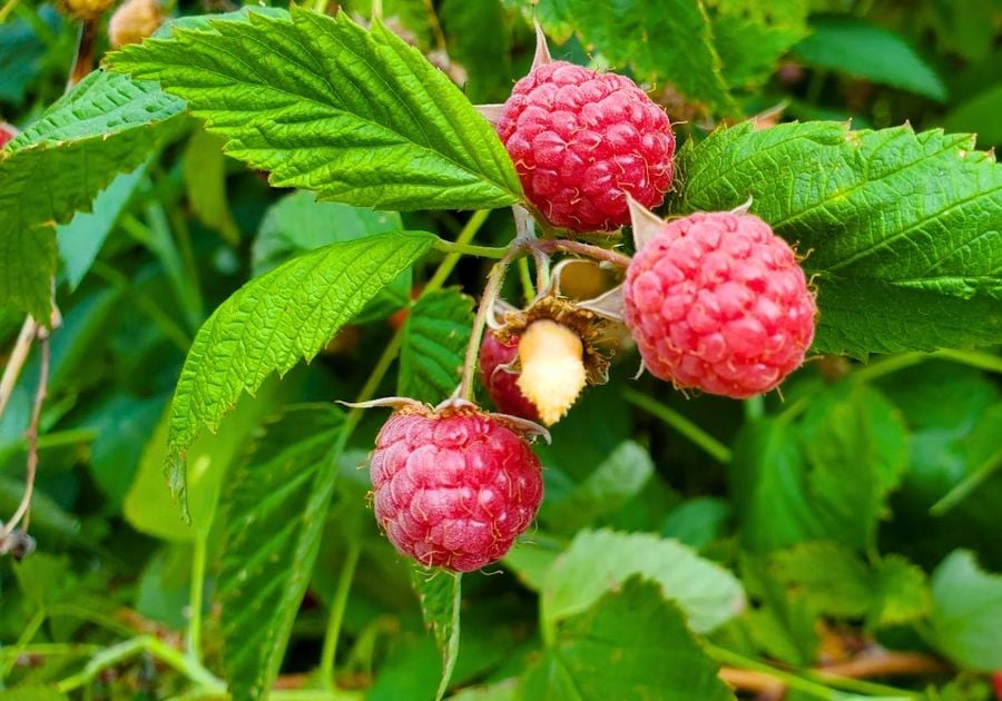 U-Pick Raspberries at Apple Hills in Binghamton NY