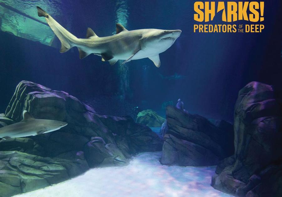 Large shark at Aquarium