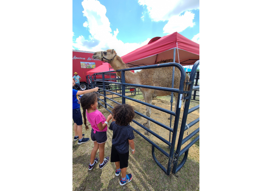 fair kids camel fenway south fair jetblue park