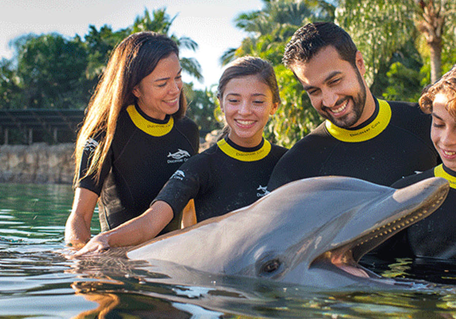 Save 15% at Discovery Cove - Swim with Dolphins!