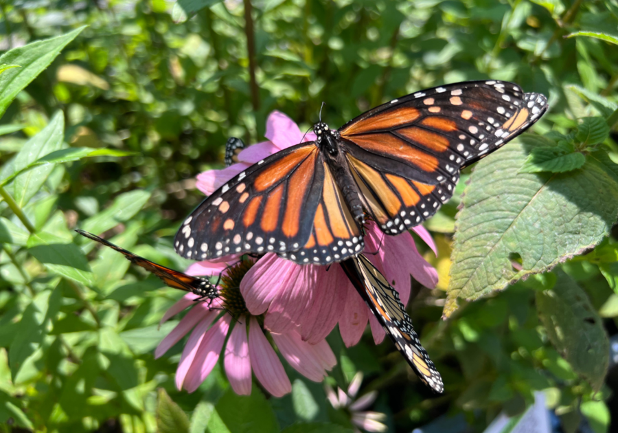 Butterfly during A Garden With Wings at Smith Gilbert Gardens