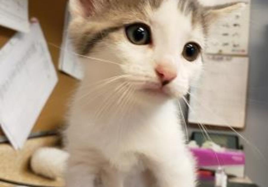 adoptable kitten Easton PA