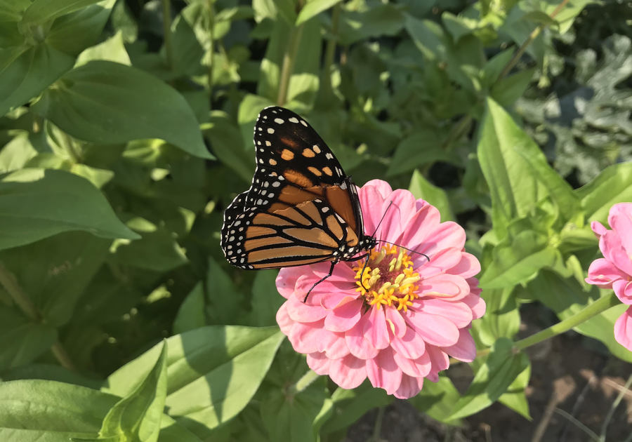 Butterfly Pavilion