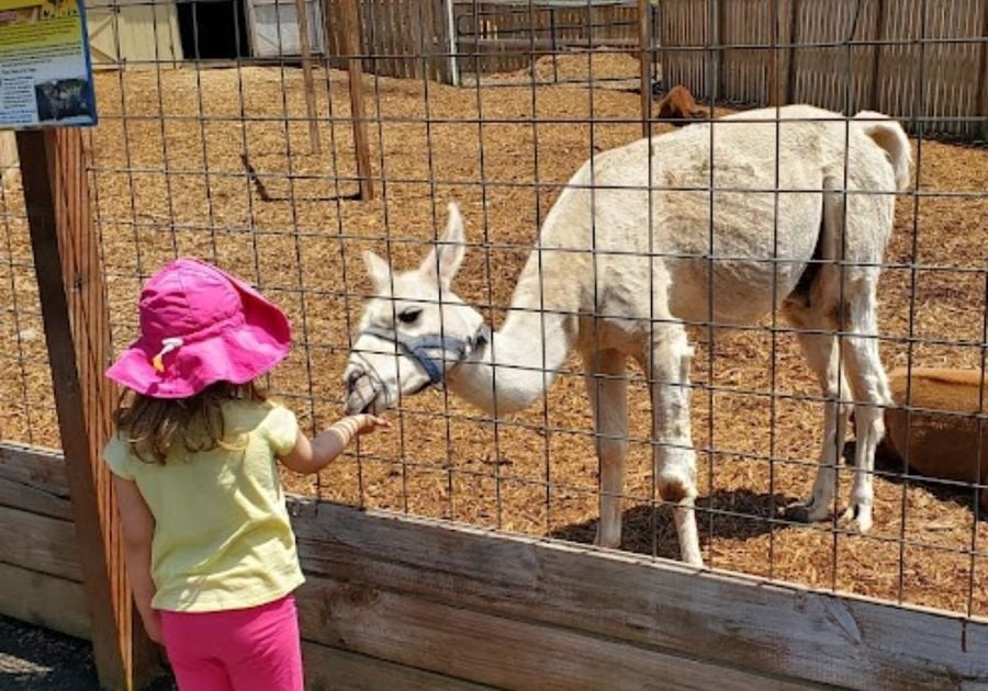 Animal Adventure Park Harpursville NY