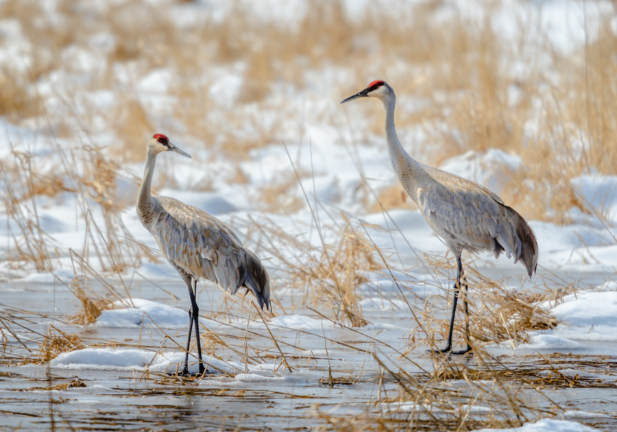 Sandhill Cranes Standing on Brown Grass Field