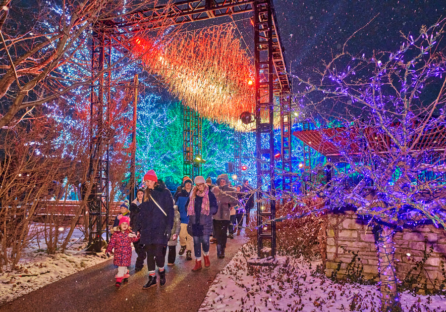 Illumination: Tree Lights at The Morton Arboretum